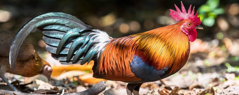 正月什么時候可以殺雞？農(nóng)村正月有哪些禁忌？